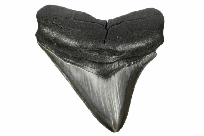 Serrated Fossil Megalodon Tooth - South Carolina #182704